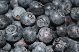 Backyard Fruit Production for Beginners