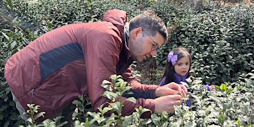 Exploring Green Tea at Noisy Crane Teahouse