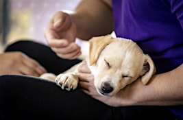 Rescue Puppy Yoga - The Denver Athletic Club
