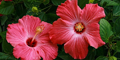 Presentació: Peonías e hibiscos