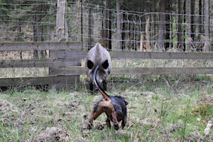 Schwarzwildgatter - Übungstag für Hunde