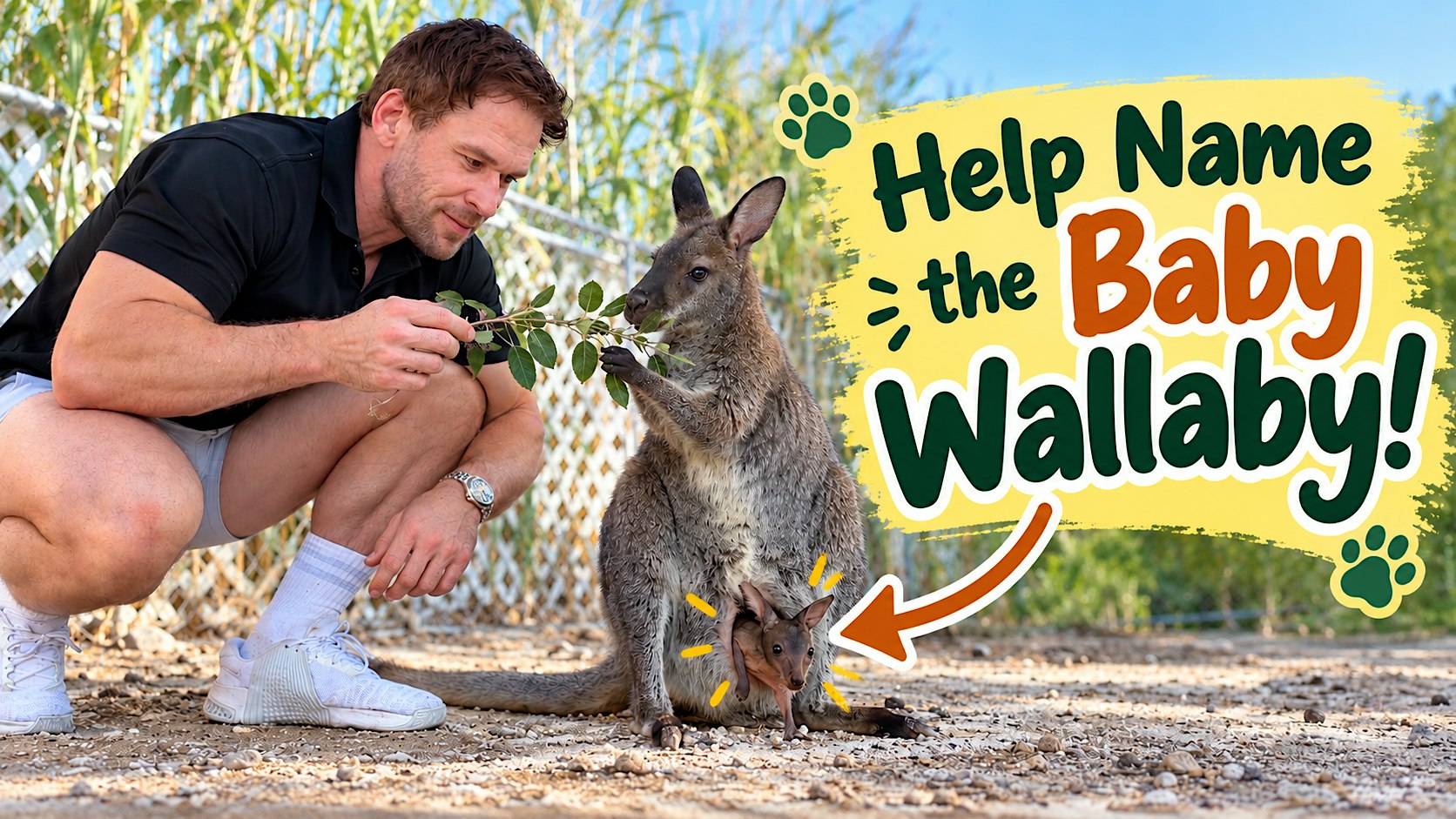 Wallaby Baby!  FREE Family Fun Day & Baby Wallaby Naming