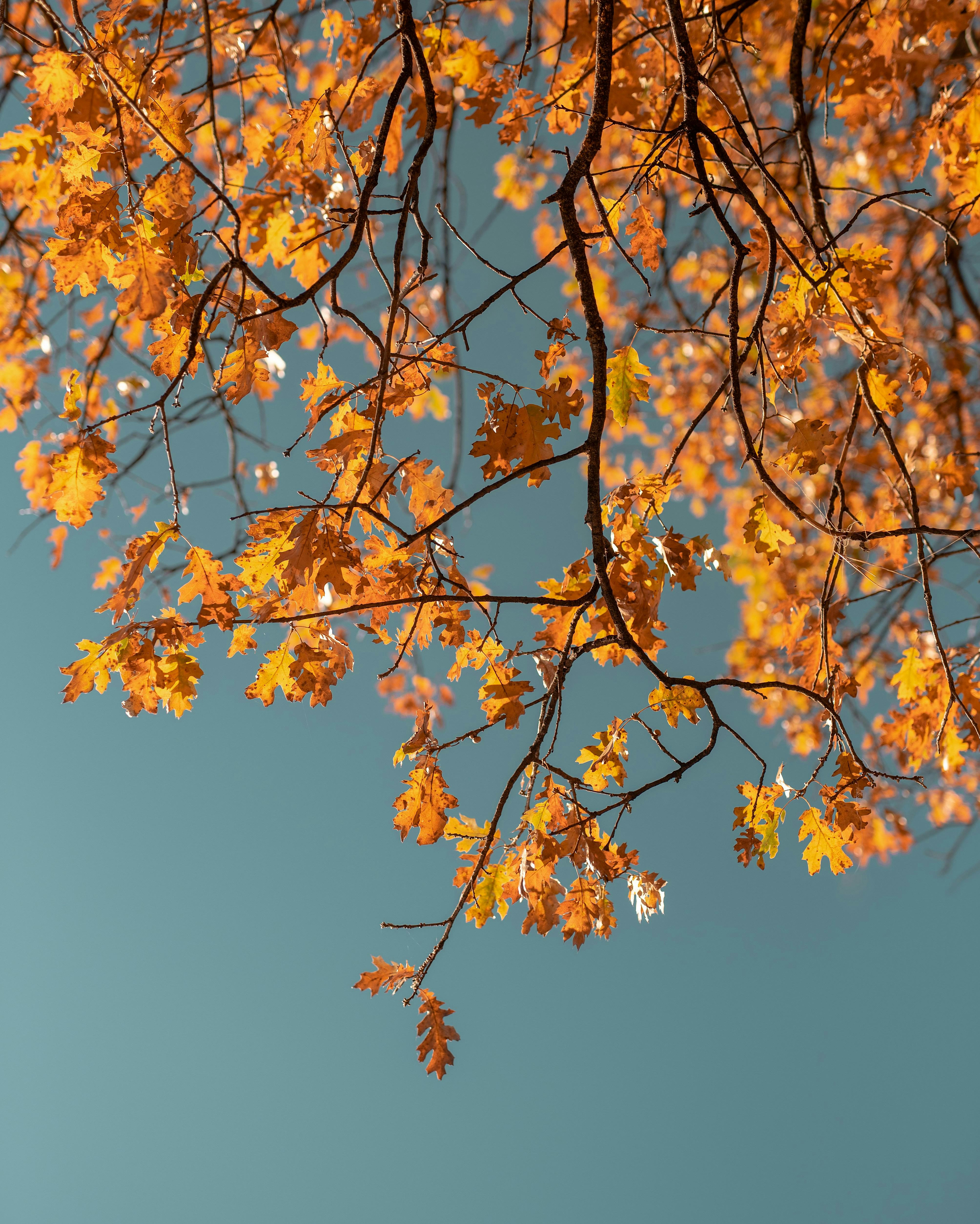 Five Elemental Workshop Series - Autumn and the Metal Element