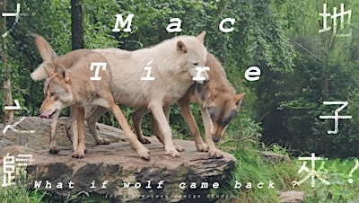 Full day Mindfulness Retreat for Wolves Conservation