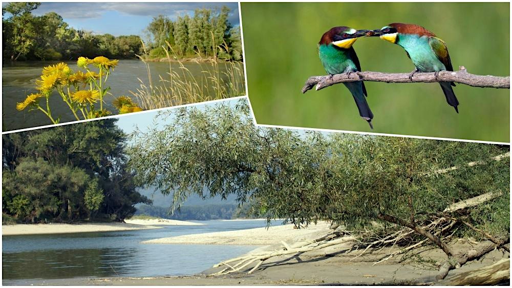 Hike & Learn XL: Hainburg Wetlands