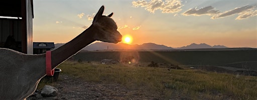 Sunset Alpaca Farm Tour