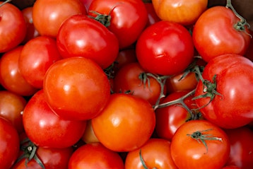 Tomato Good Agricultural Practices (TGAPs) Refresher Training