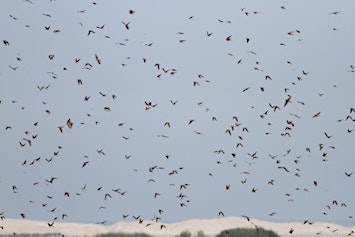 Trekvogels van Castricum (op de fiets)