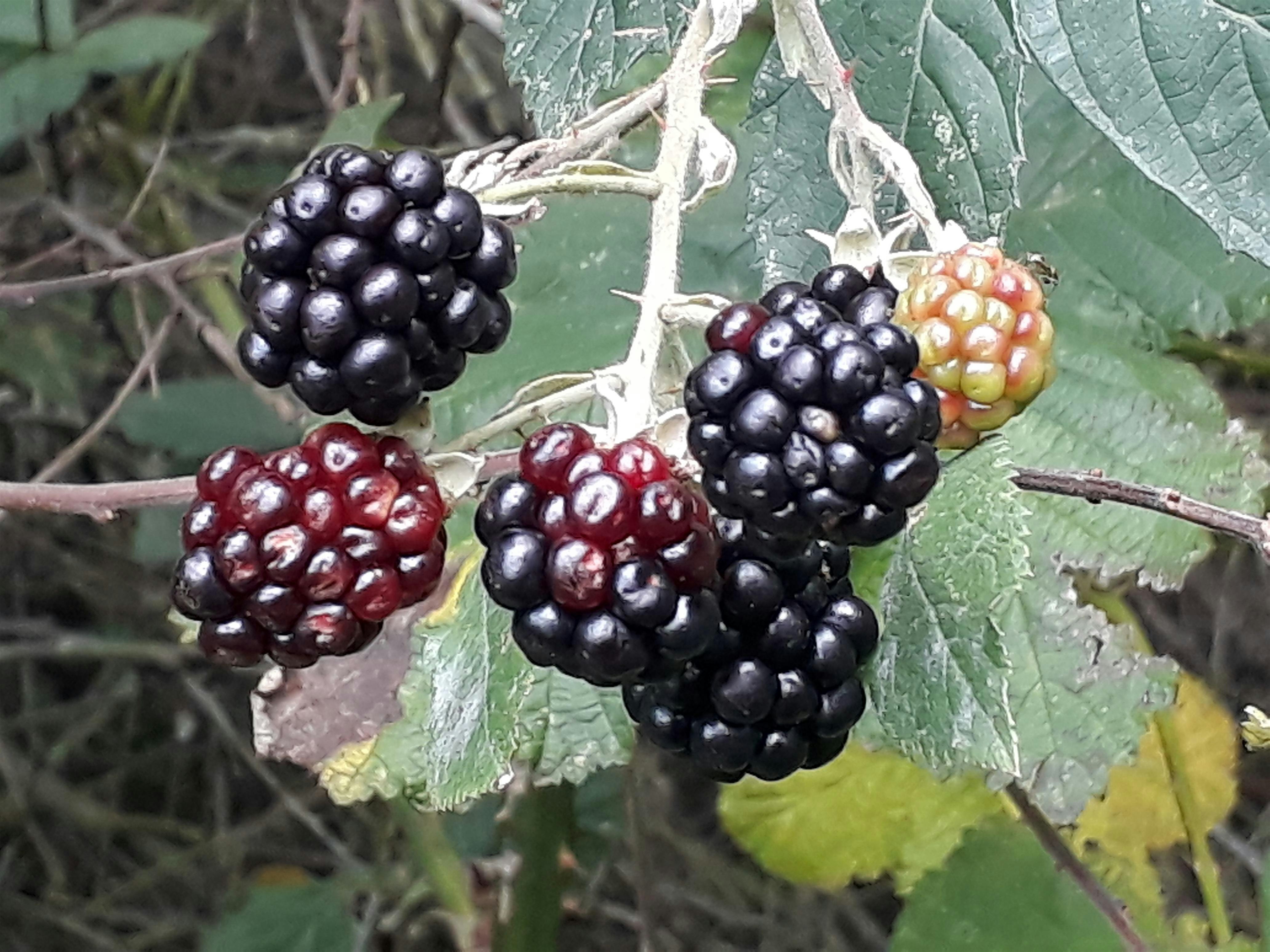Autumn Equinox Forest Bathing @ Spud Wood