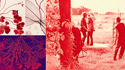 Silent Seeds (o del tempo del seminare)