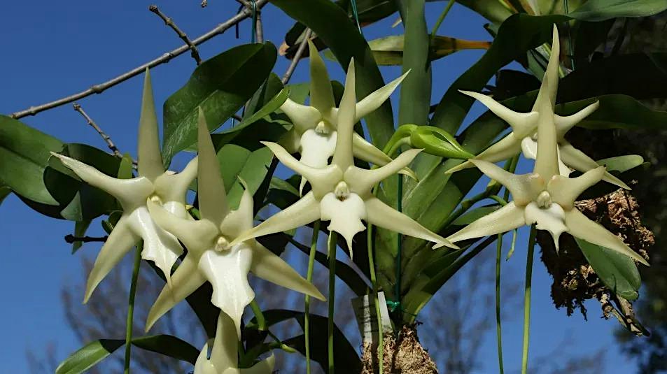 21 October: Beauty, Sex and Death — Darwin's botanical obsessions