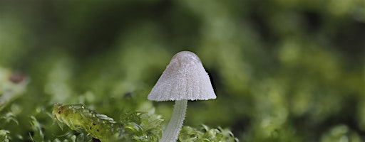 Fungi Walks: Citizen Science