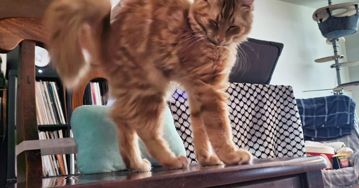 Wax n' Cats