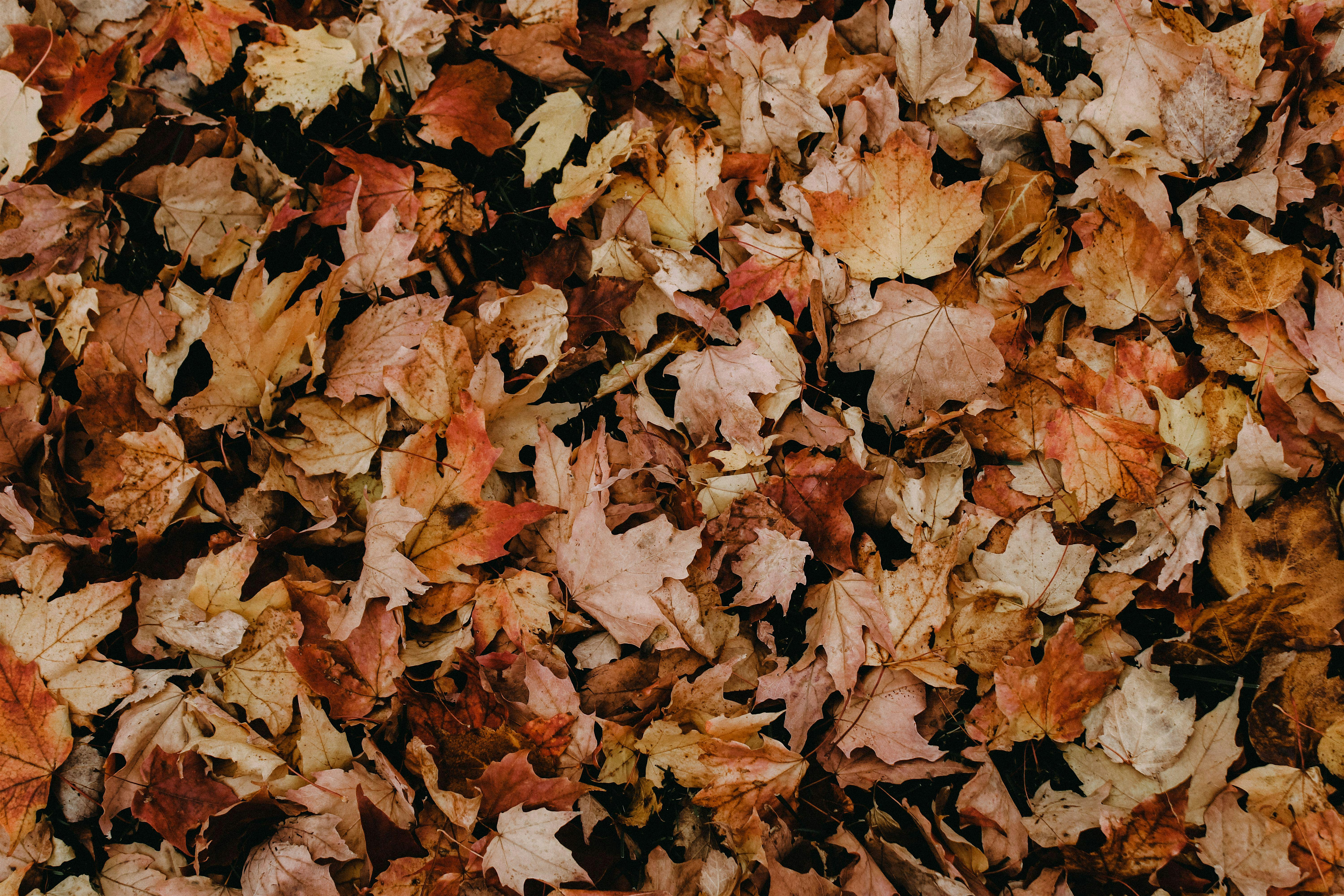 Autumn Smells: Perfume-Making Workshop (in person)