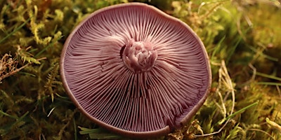 Rivington Mushroom Forage! With wild gin :D