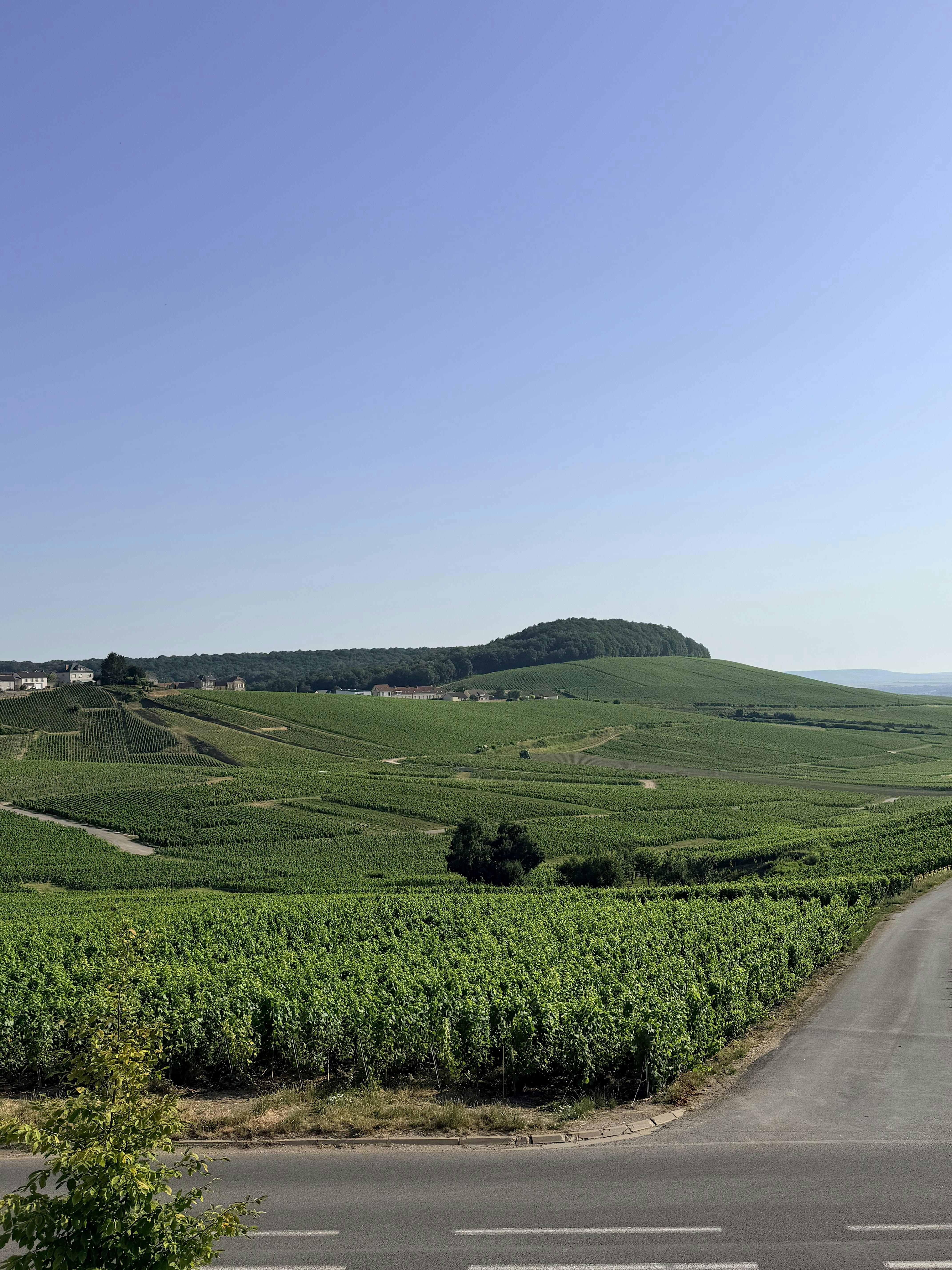 L'ETIQUETTE E I GRANDI TERROIR