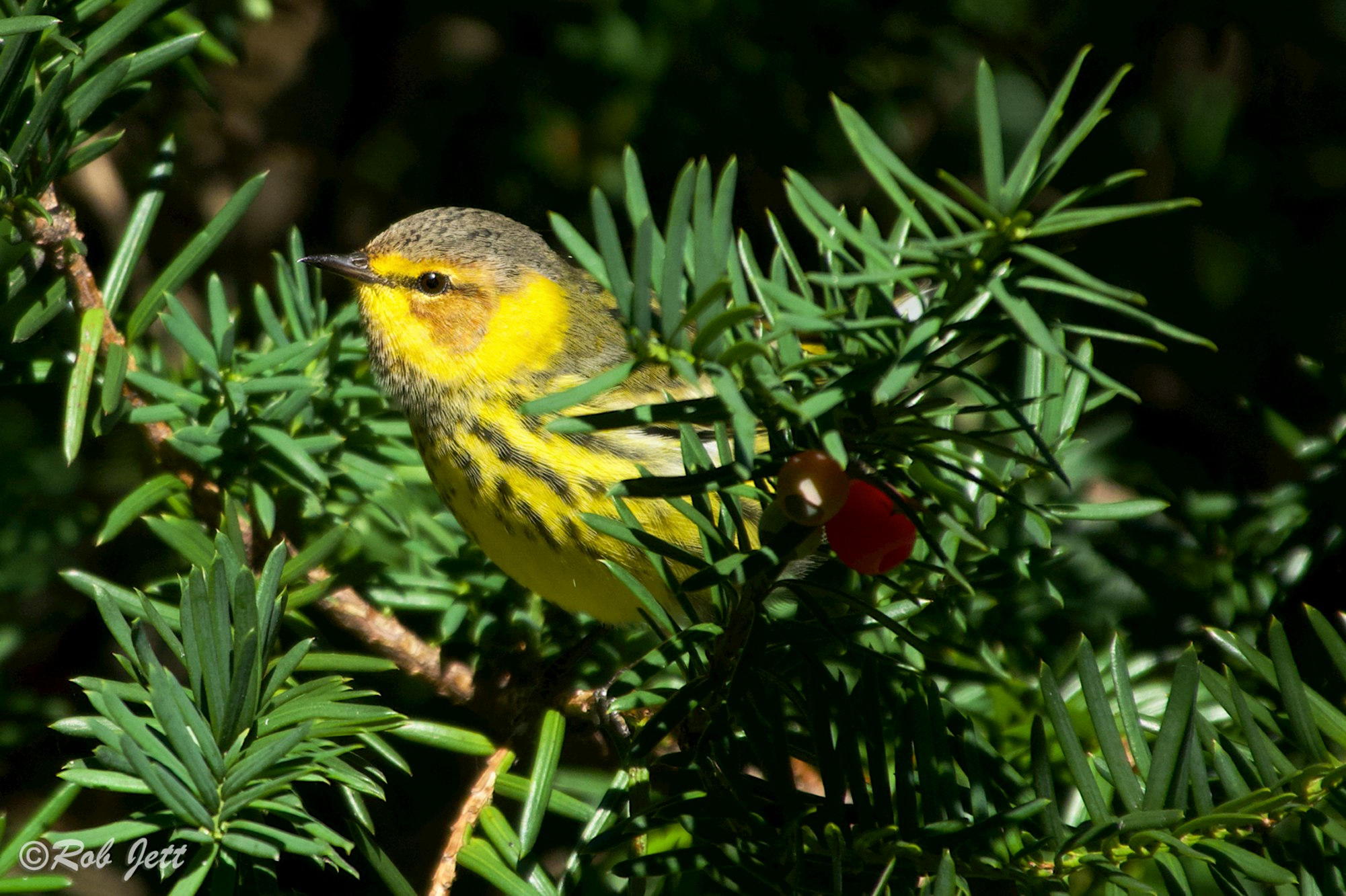 Birding in Peace