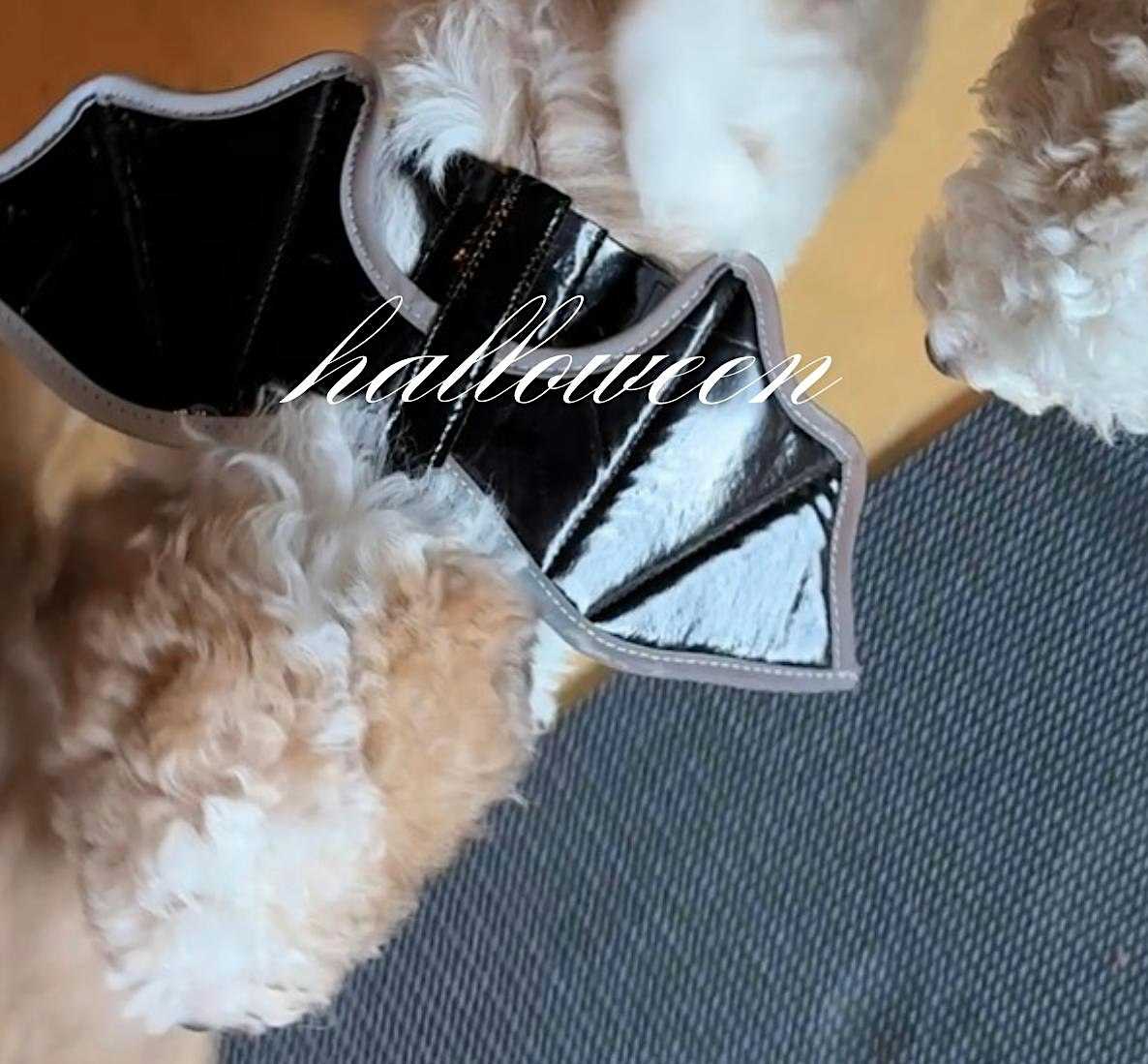 HALLOWEEN THEMED PUPPY YOGA