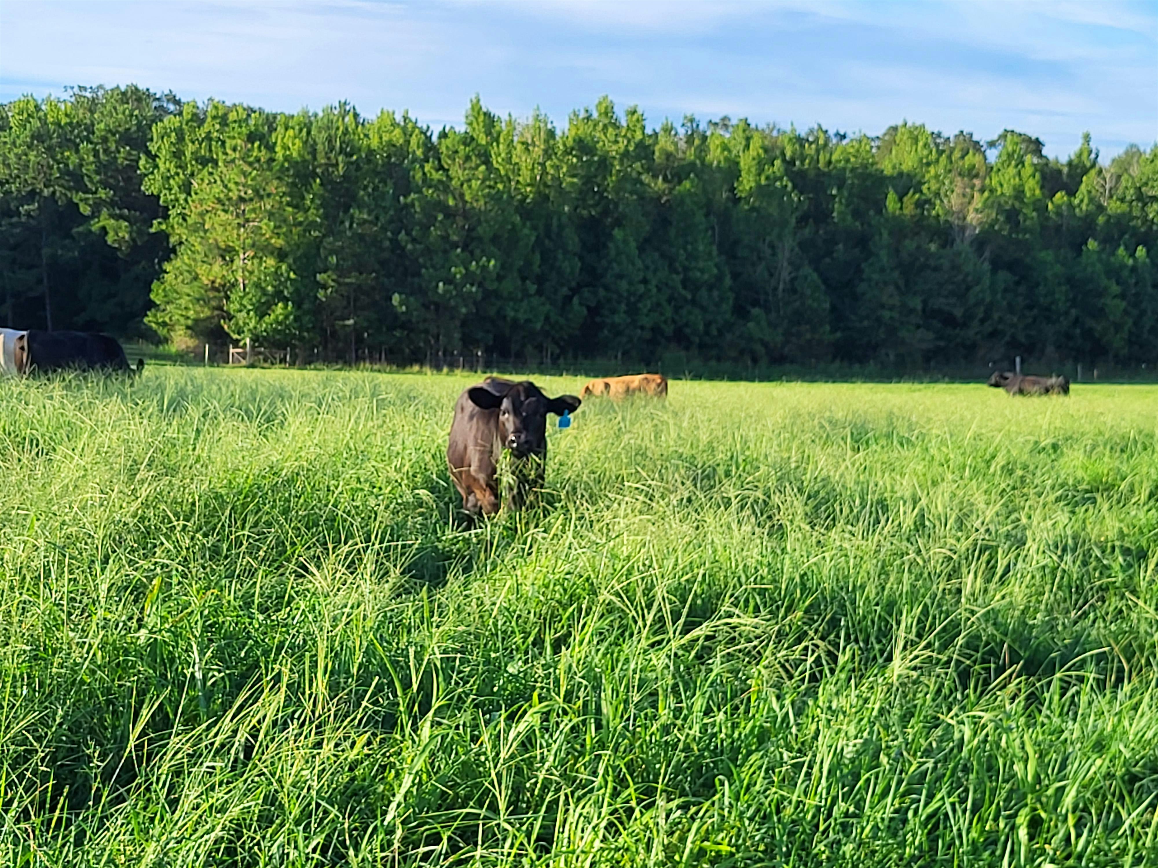 Regenerative Grazing in the FL Panhandle
