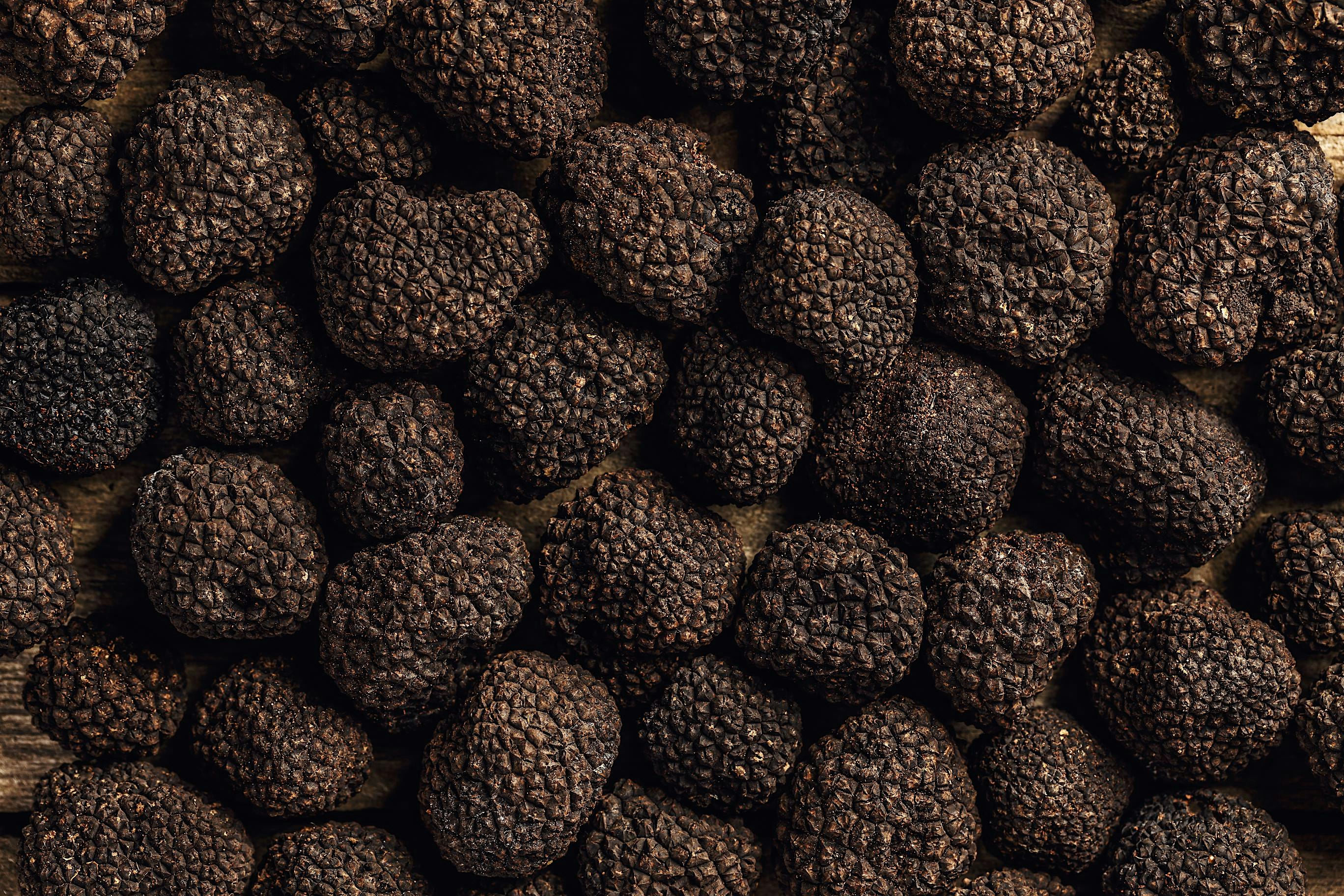 Truffle Festival