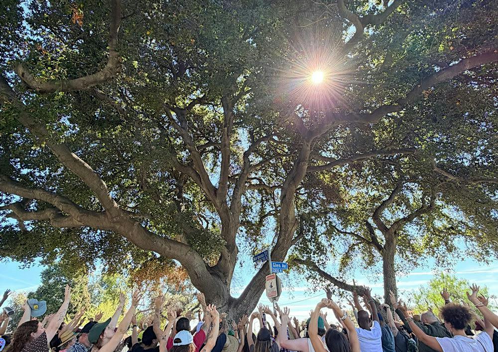 Dance for the Trees: Emerging Voices