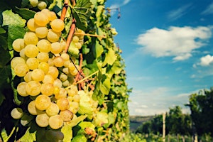 Wine Class - Bordeaux Blanc Around the World