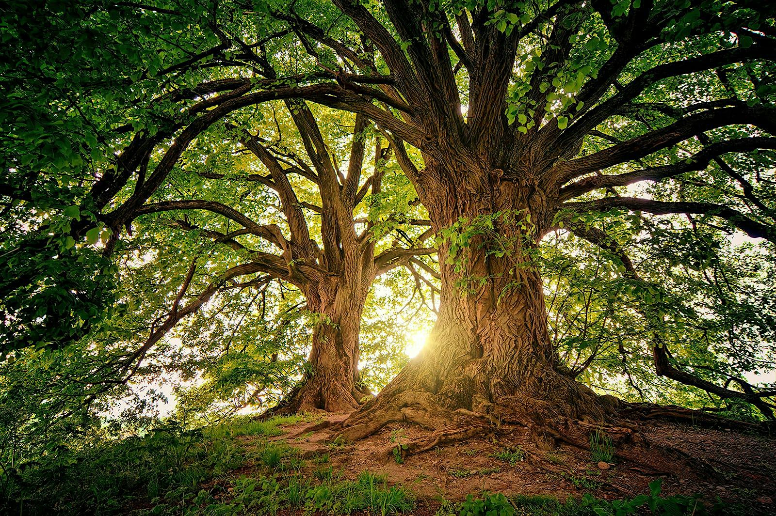 Green Imaginings: Art, Ecology and Europe’s Future