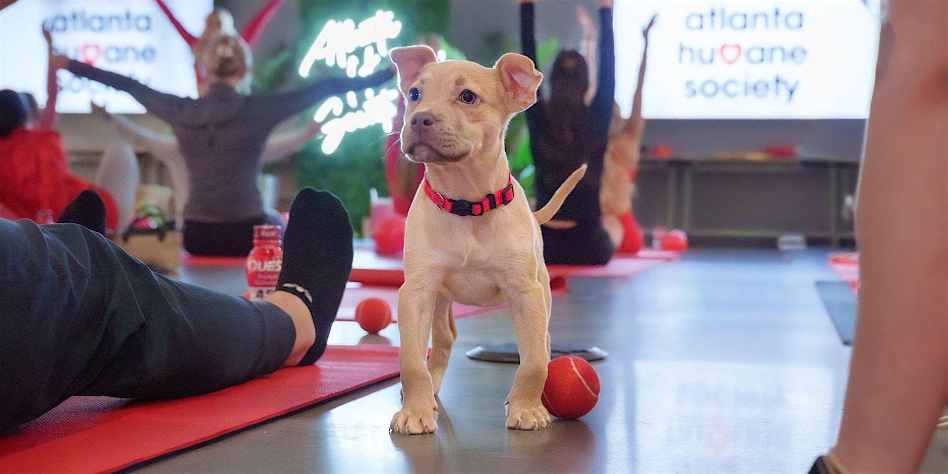 Puppy Yoga