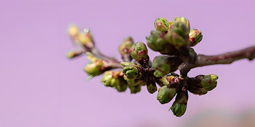 Kräuterwanderung in Wien: Knospen-Wanderung