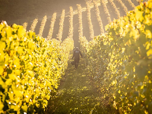 Les vendanges au Vignoble du Château de Bousval