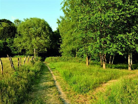 Présentation de la gestion du patrimoine arboré au Kauwberg