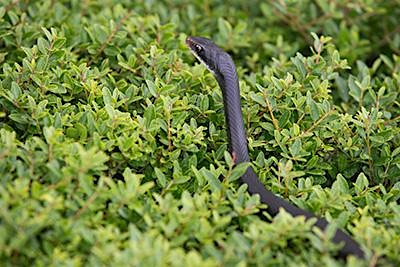 Spooktacular Snakes!