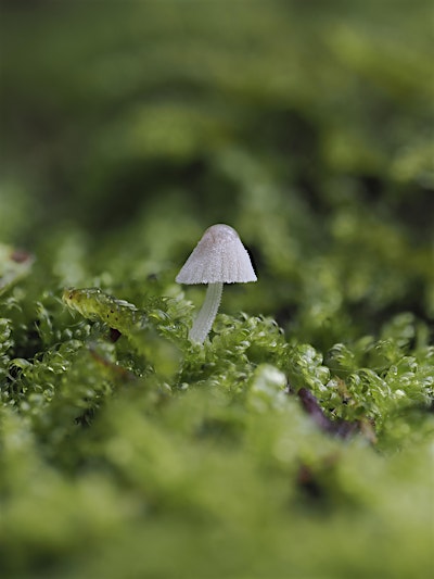 Fungi Walks: Citizen Science