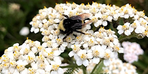 Ancient & Wise: San Francisco Native Herbs