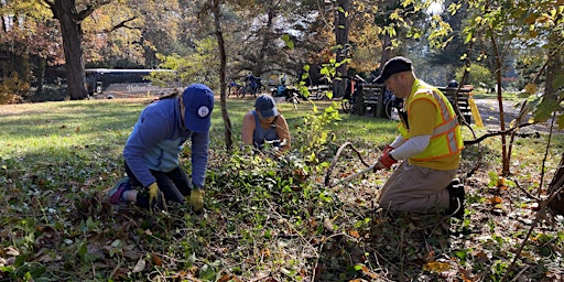 Invasive Vegetation Removal at Riverside Park