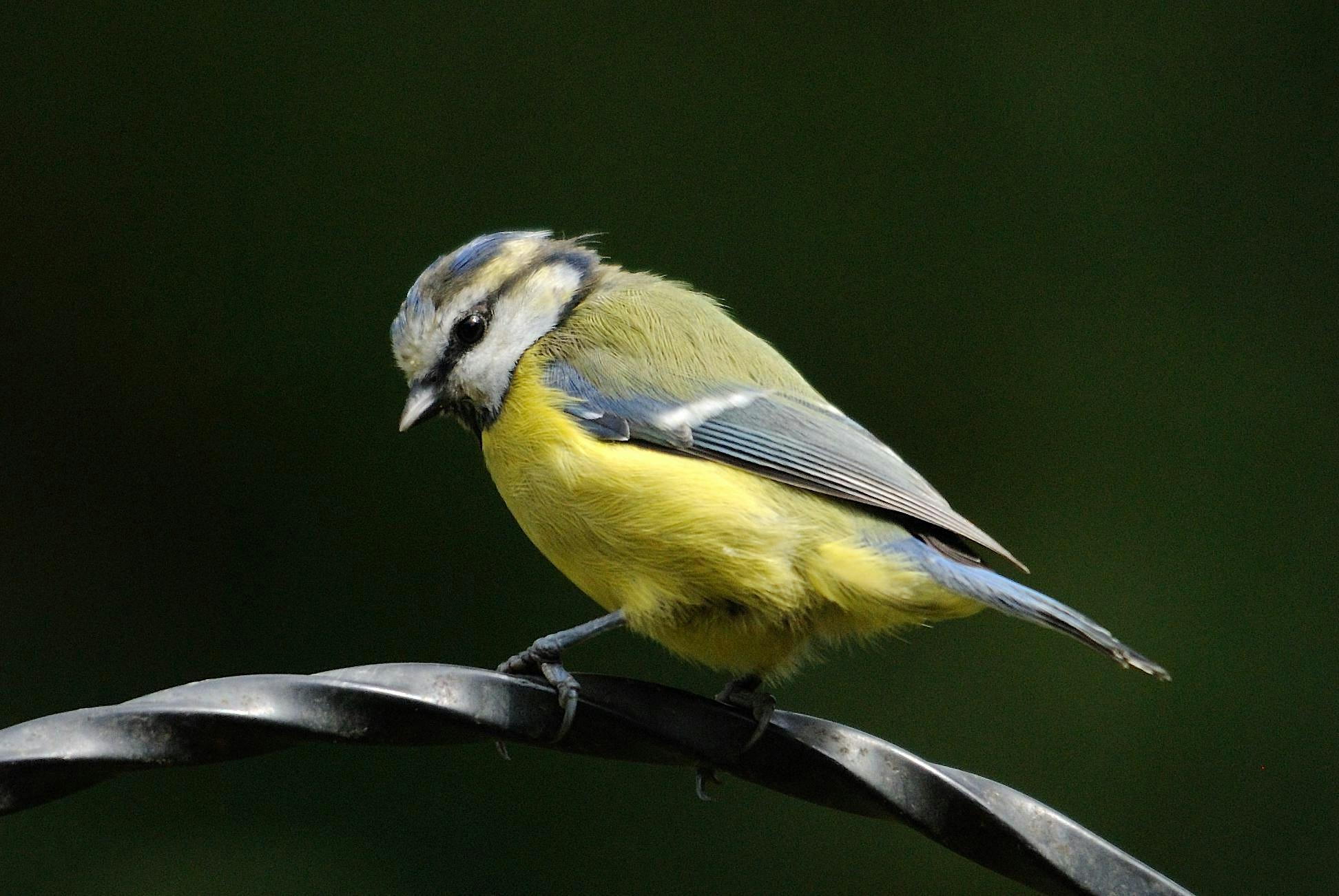 Walk in Knightswood Park