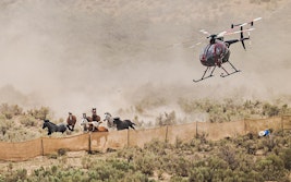 From Roundup to Rescue: Wild Horse Photojournalism Exhibit & Talk