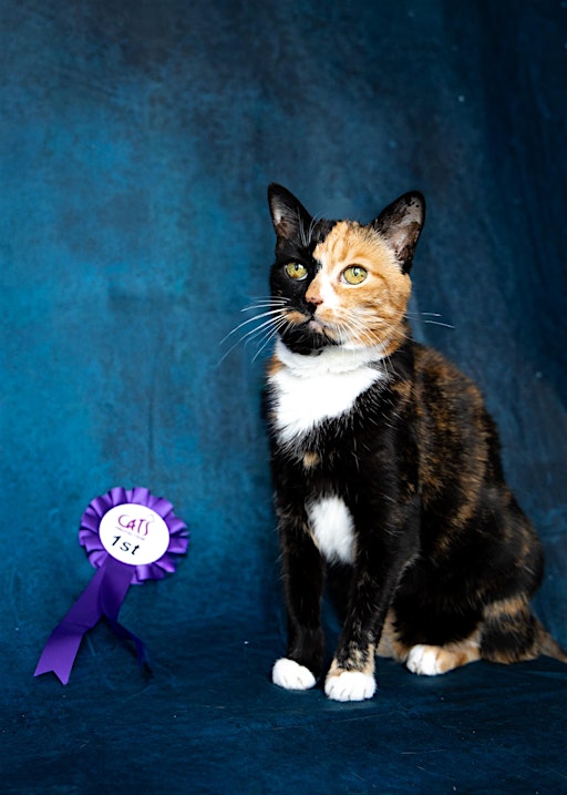Pub Quiz Fundraiser for Cats Protection