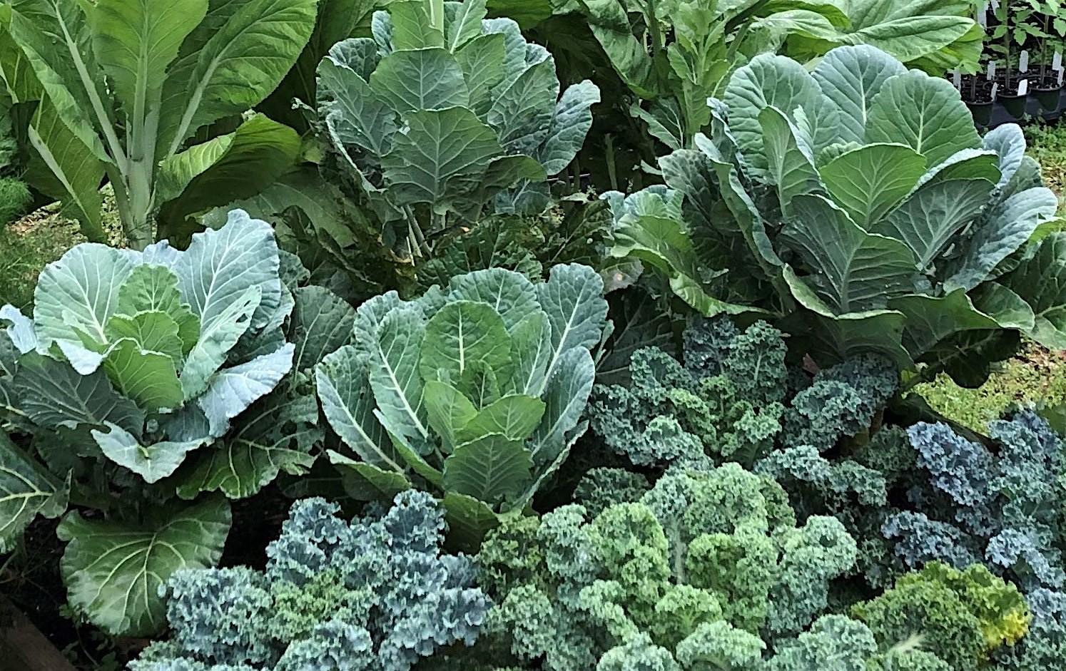 Fall 2026 Backyard Gardening Series