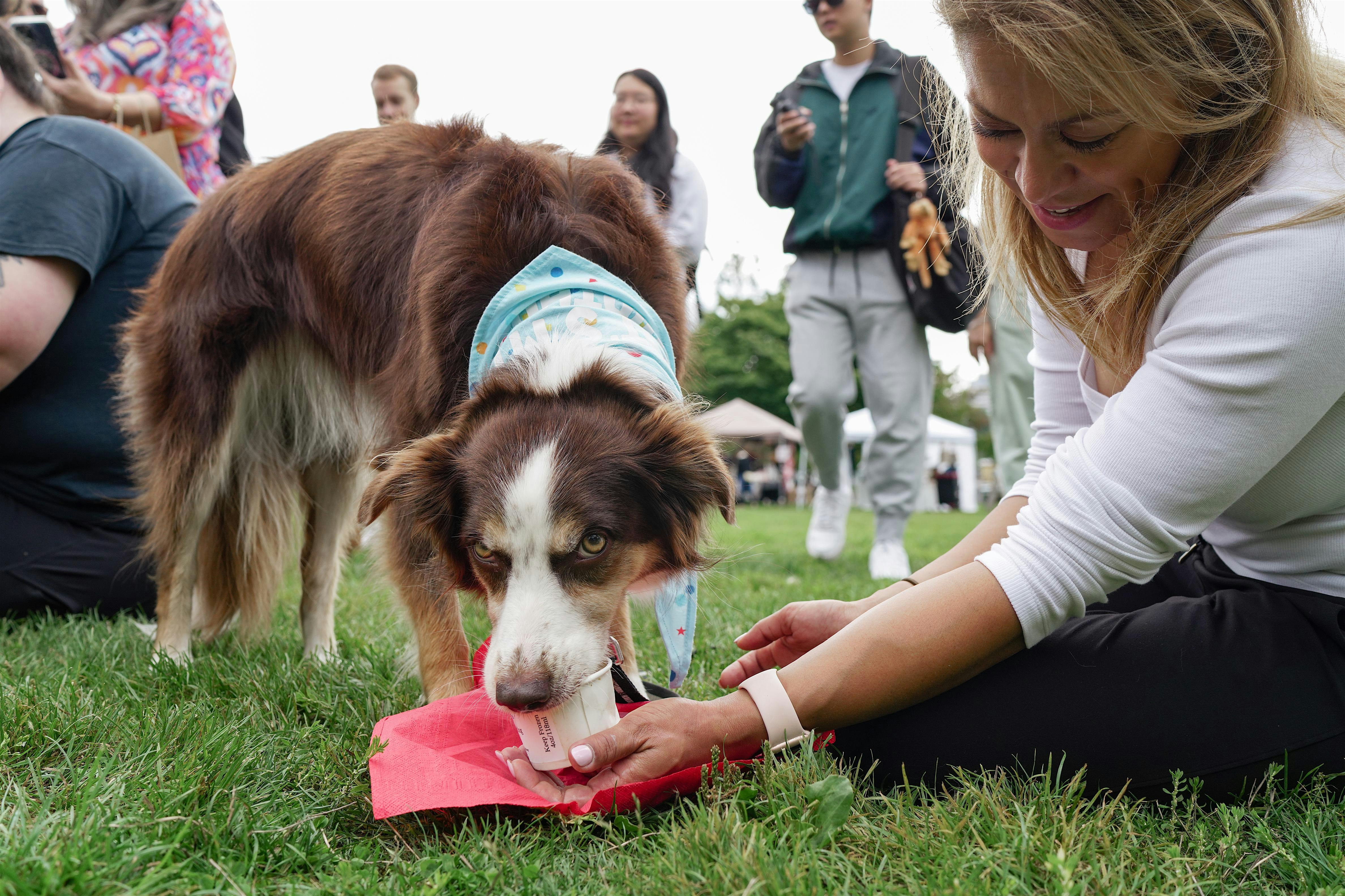Fast licking contest for dogs at ZIPANG CANADA