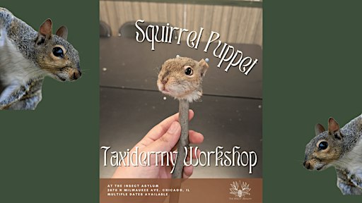 Squirrel Puppet Taxidermy Workshop