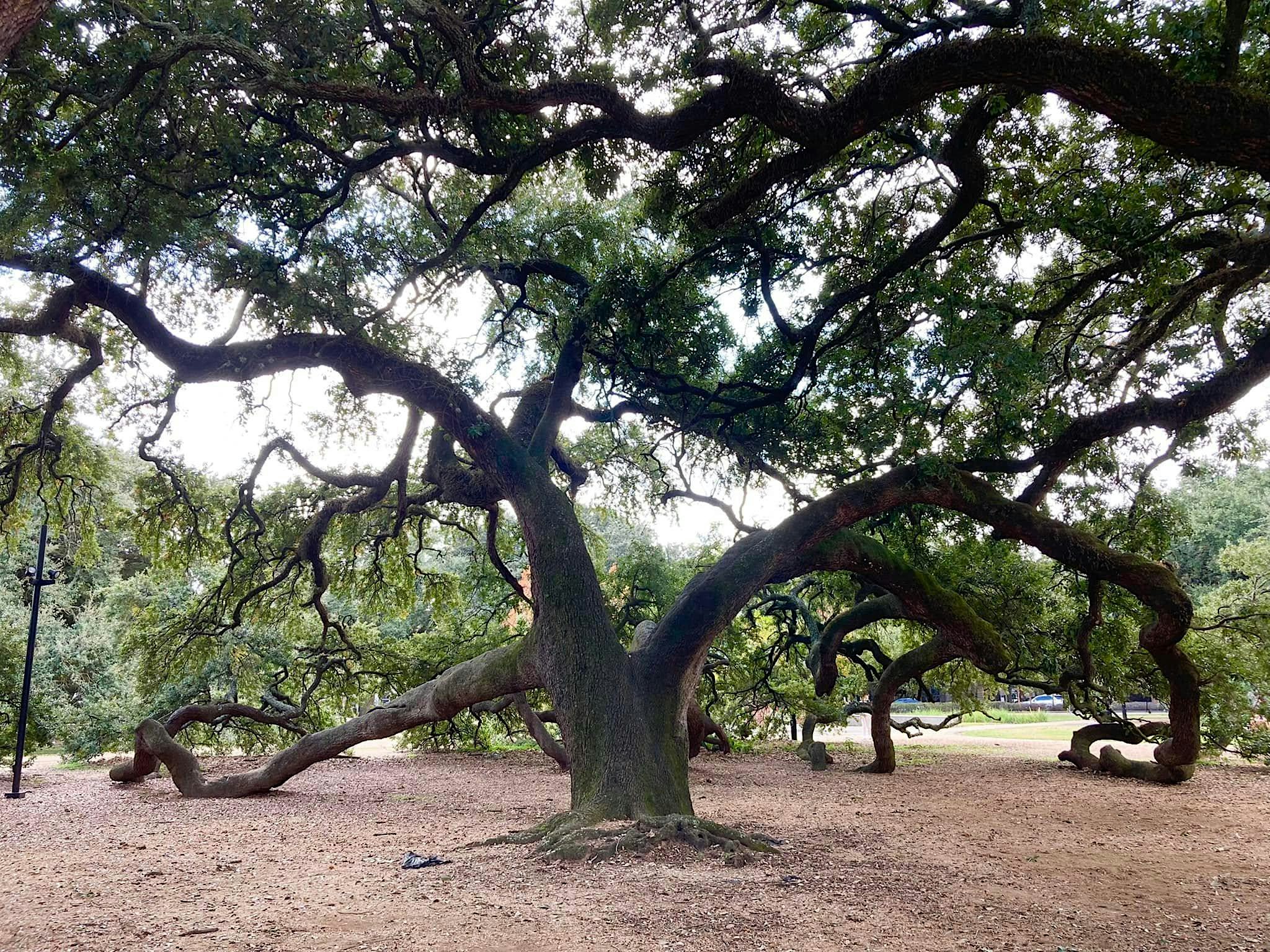 Gentle Yoga in the Park