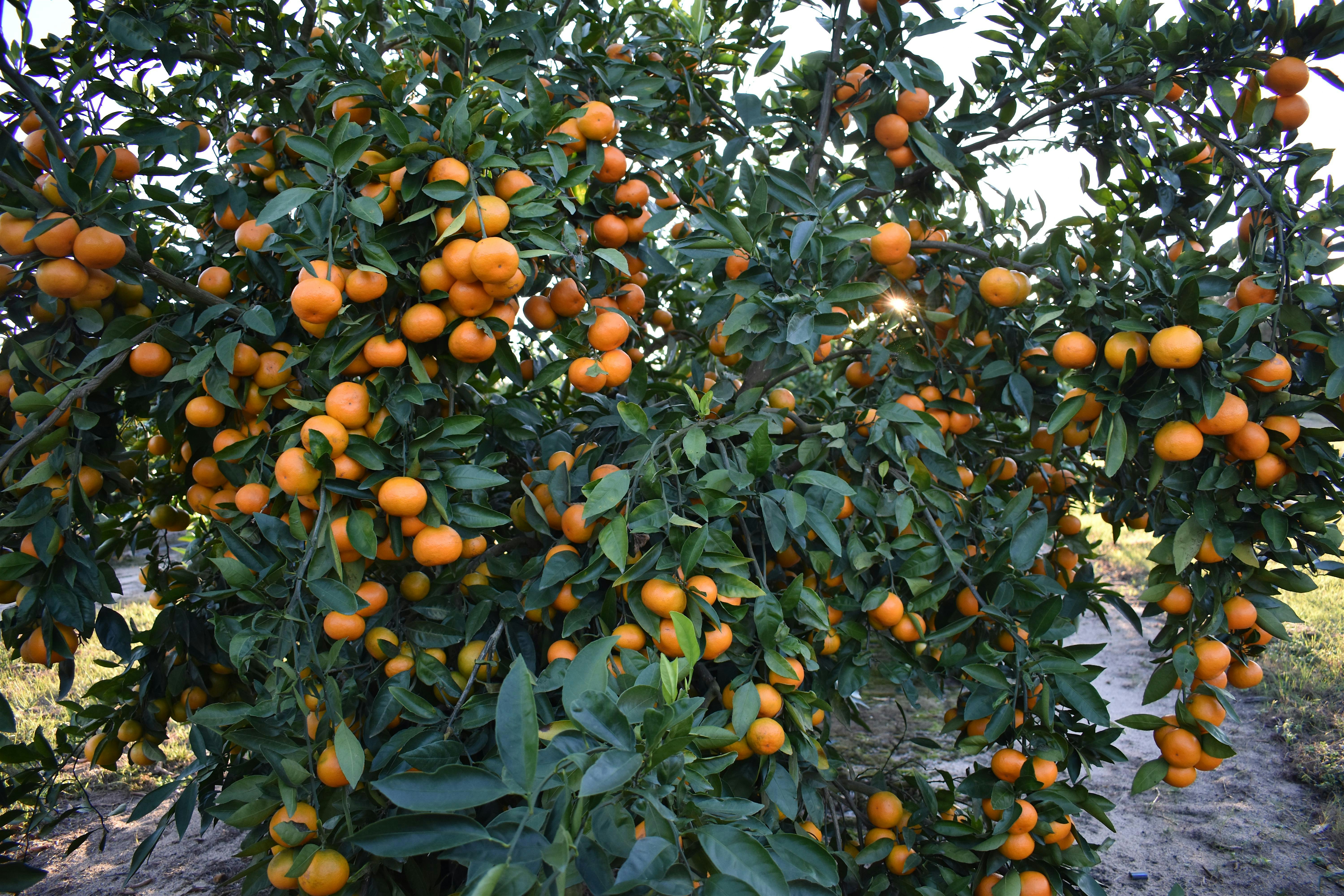 2026 Cold Hardy Citrus Field Day
