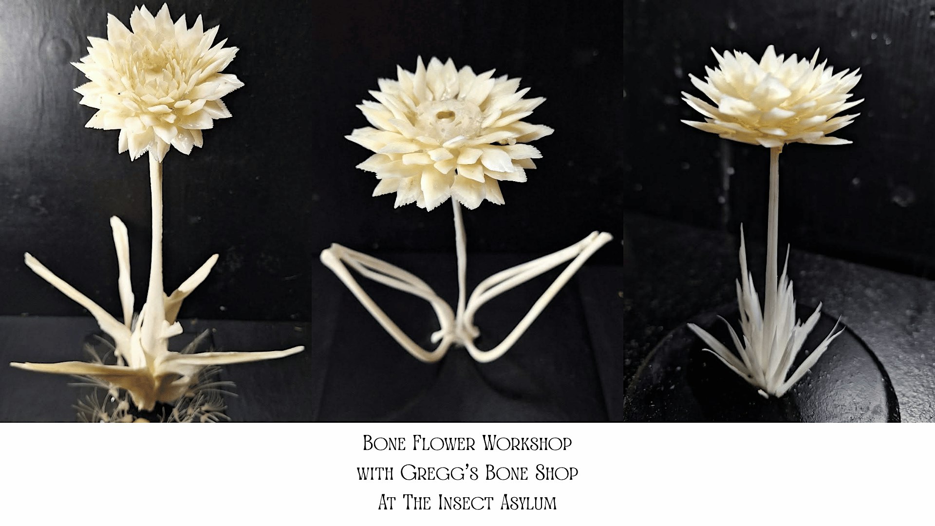 Bone Flower Workshop with Gregg's Bone Shop at The Insect Asylum