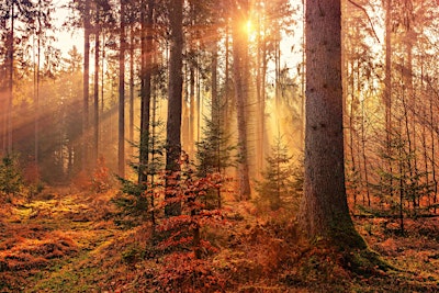 Autumn Sanctuary: Nature Wellbeing Retreat