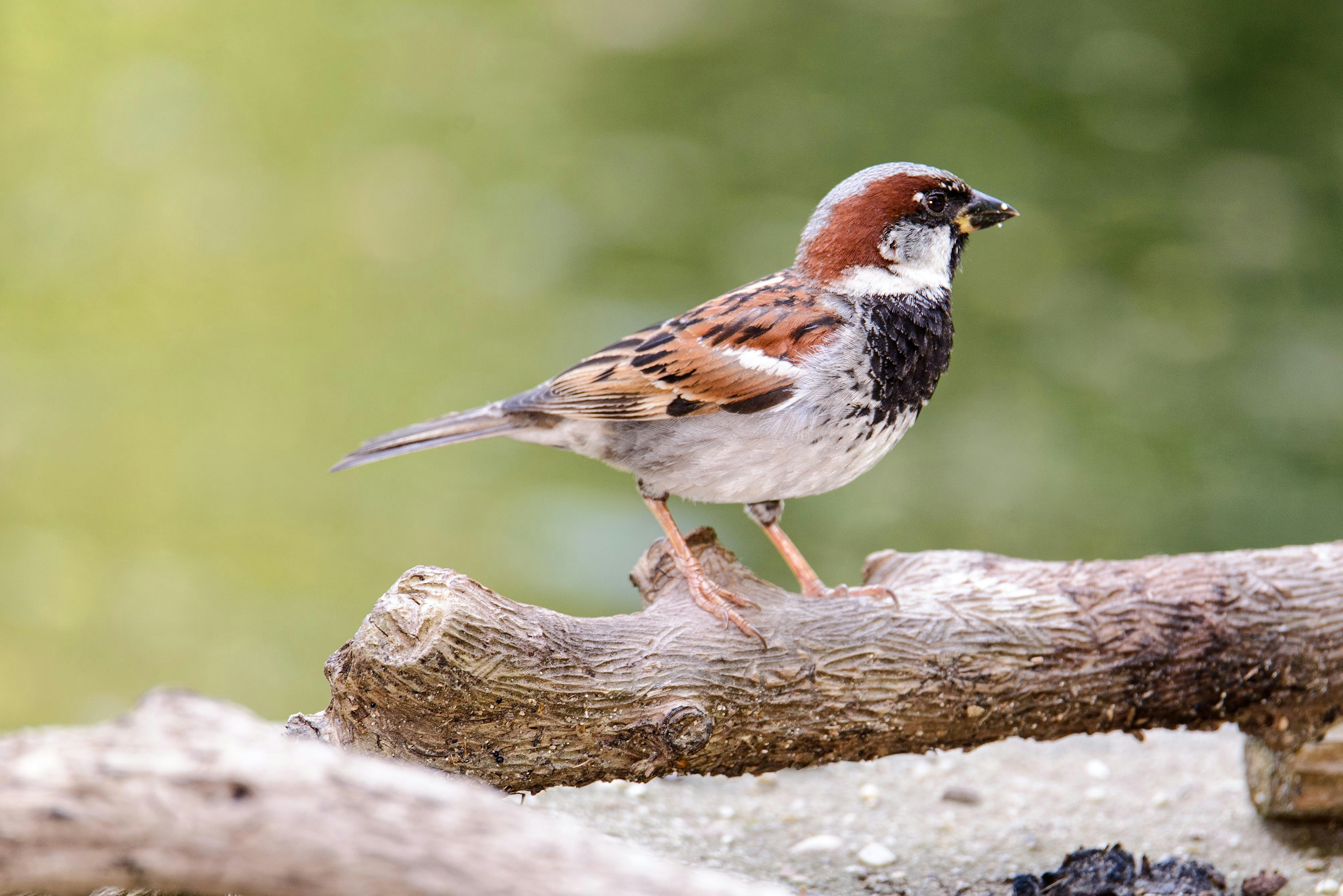 Little Birds, Big World: Meet Green-Wood's Sparrows