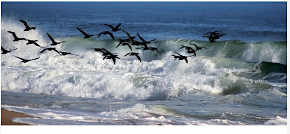 UN VIAGGIO NELLA  MALATTIA DI HUNTINGTON
