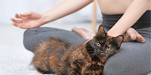 Cat Yoga