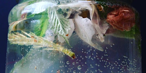 Ginger Beer & Wild Fermented Drinks Workshop