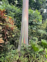 Botanize with Brett!- Sunken Gardens Walking Tour